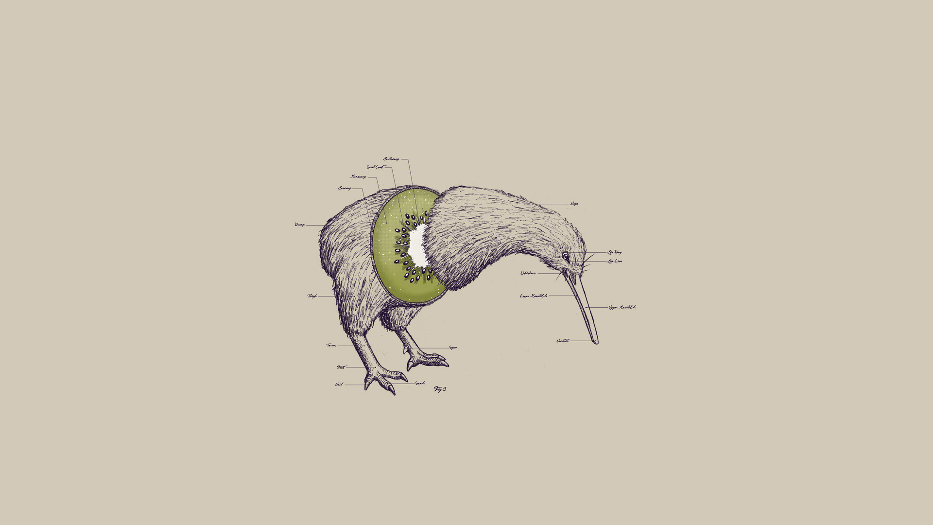 Wallpapers Digital Art Animals Kiwi