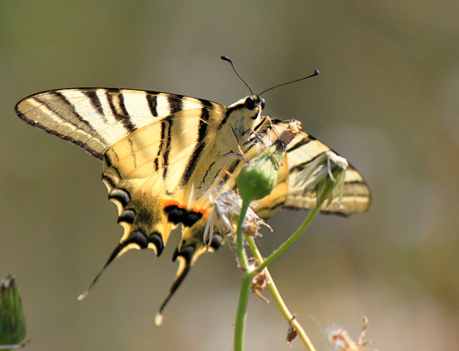 Fonds d'cran Animaux Insectes - Papillons 