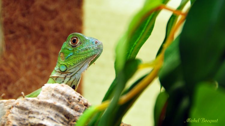 Fonds d'cran Animaux Lzards - Iguanes Un lzard vert