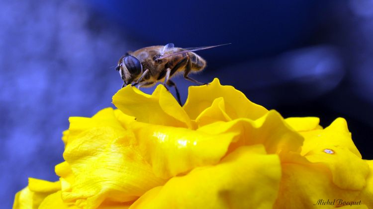 Fonds d'cran Animaux Insectes - Abeilles Gupes ... Abeille sur fleur jaune