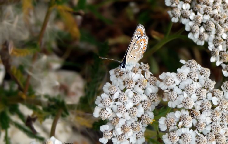 Fonds d'cran Animaux Insectes - Papillons Papillon 