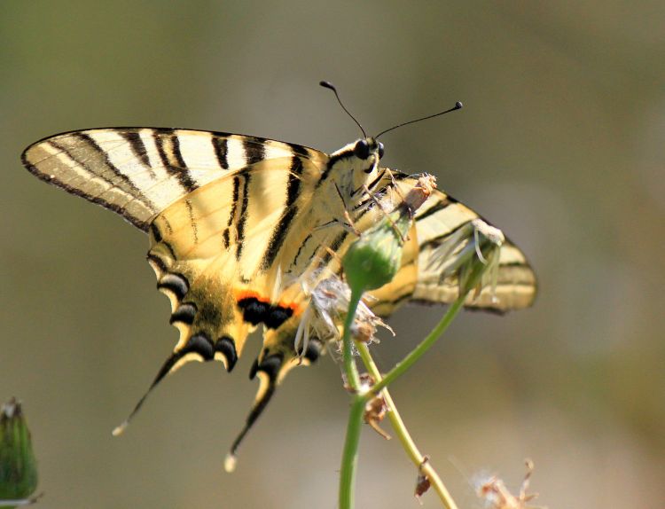 Fonds d'cran Animaux Insectes - Papillons Wallpaper N308603