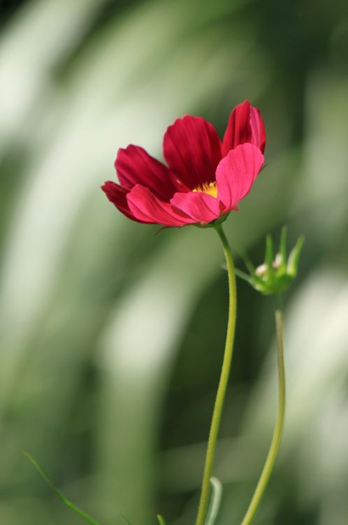 Fonds d'cran Nature Fleurs au jardin des martels