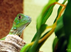  Animaux Un lzard vert