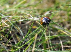  Animaux Coccinelle dans la pelouse