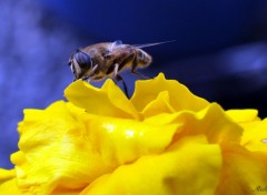  Animaux Abeille sur fleur jaune