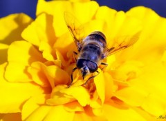  Animaux Abeille sur fleur jaune