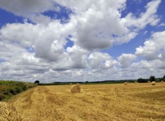  Nature Champ de bl coup