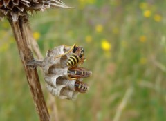  Animaux Nid de gupes 