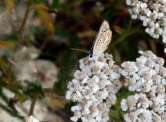  Animaux Papillon 