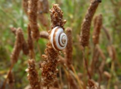  Animals Escargot