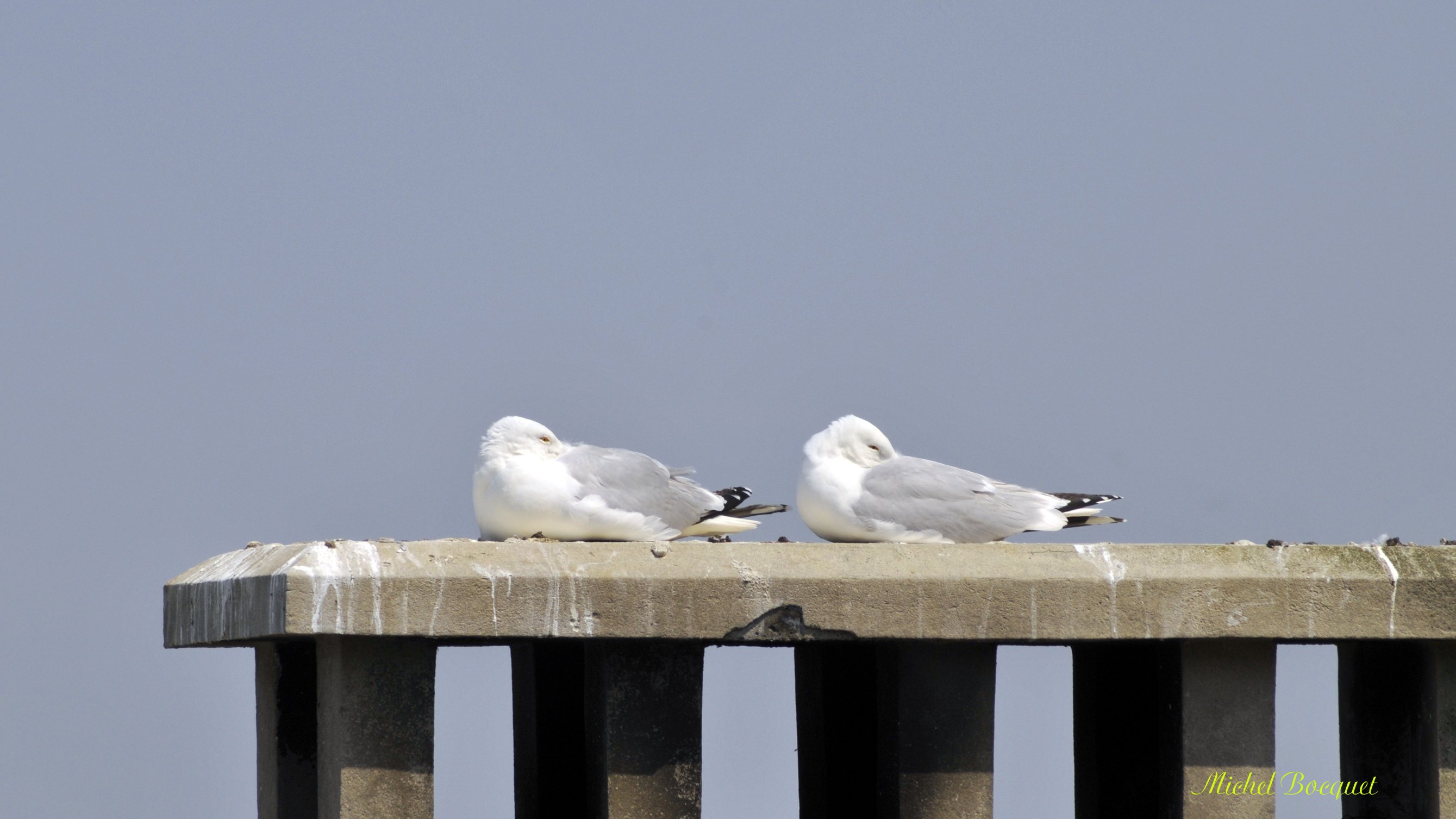 Wallpapers Animals Birds - Gulls Mouettes au Trport (62)