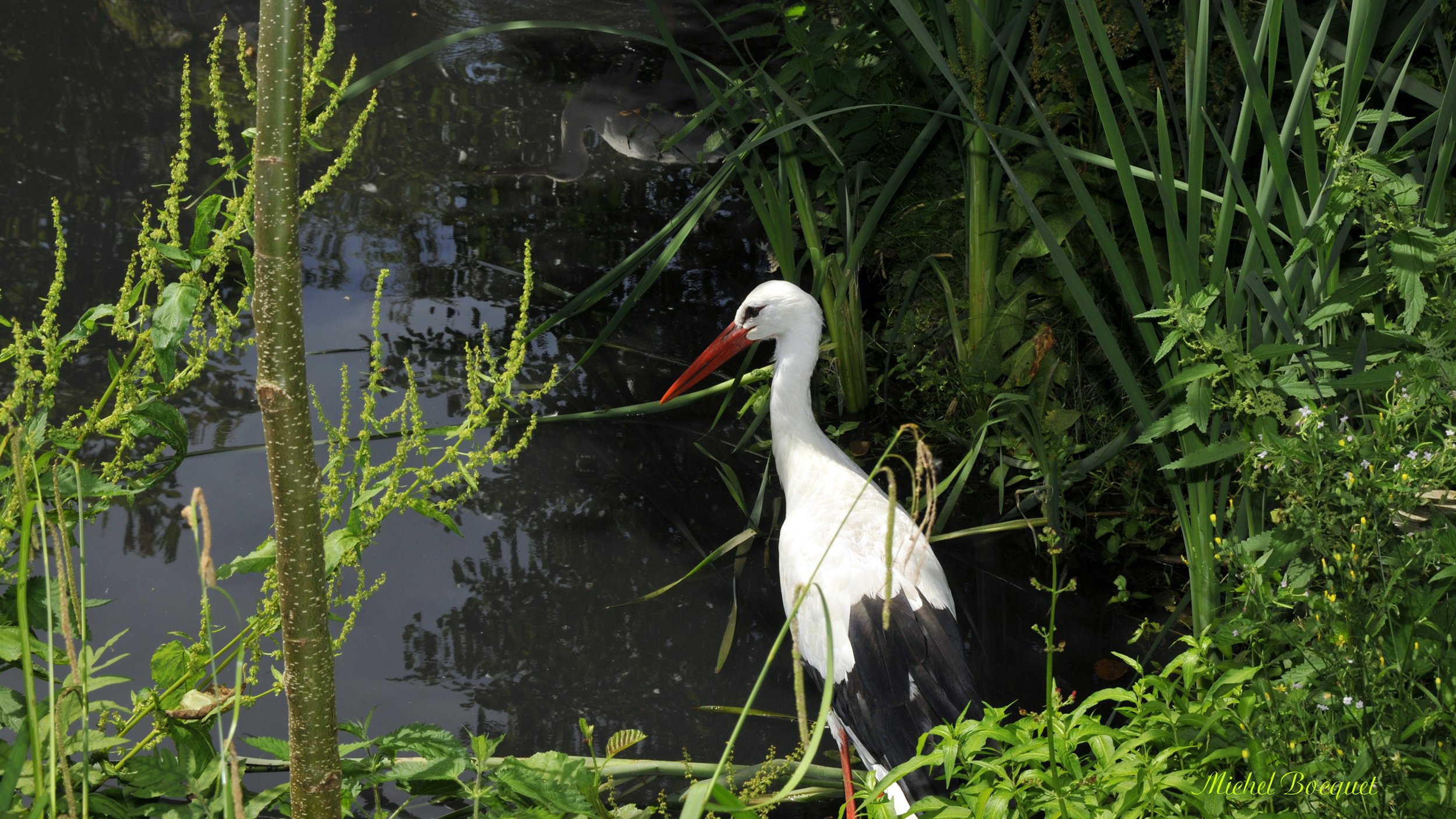 Fonds d'cran Animaux Oiseaux - Hrons Hron ?