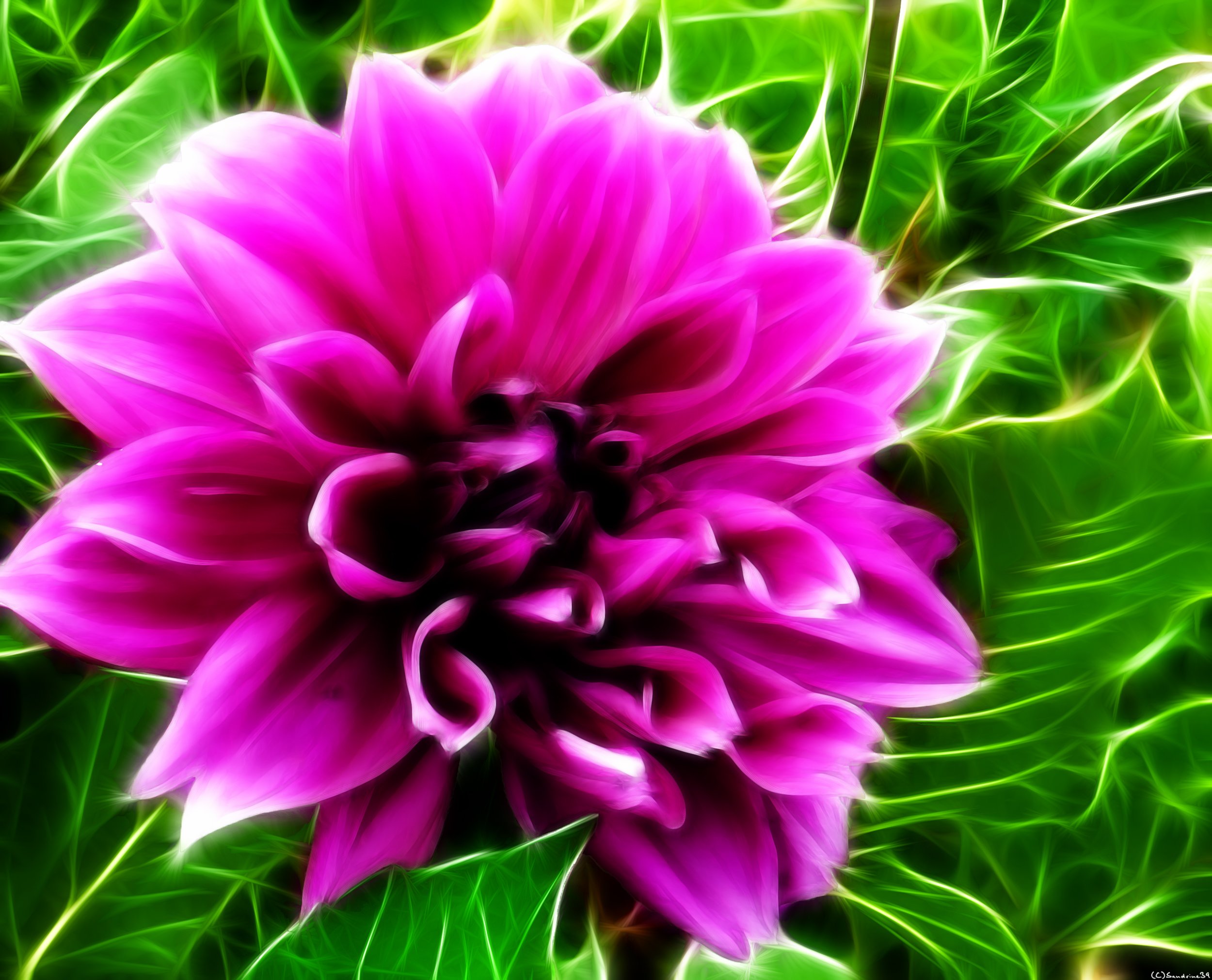 Fonds d'cran Art - Numrique Nature - Fleurs Dahlia 