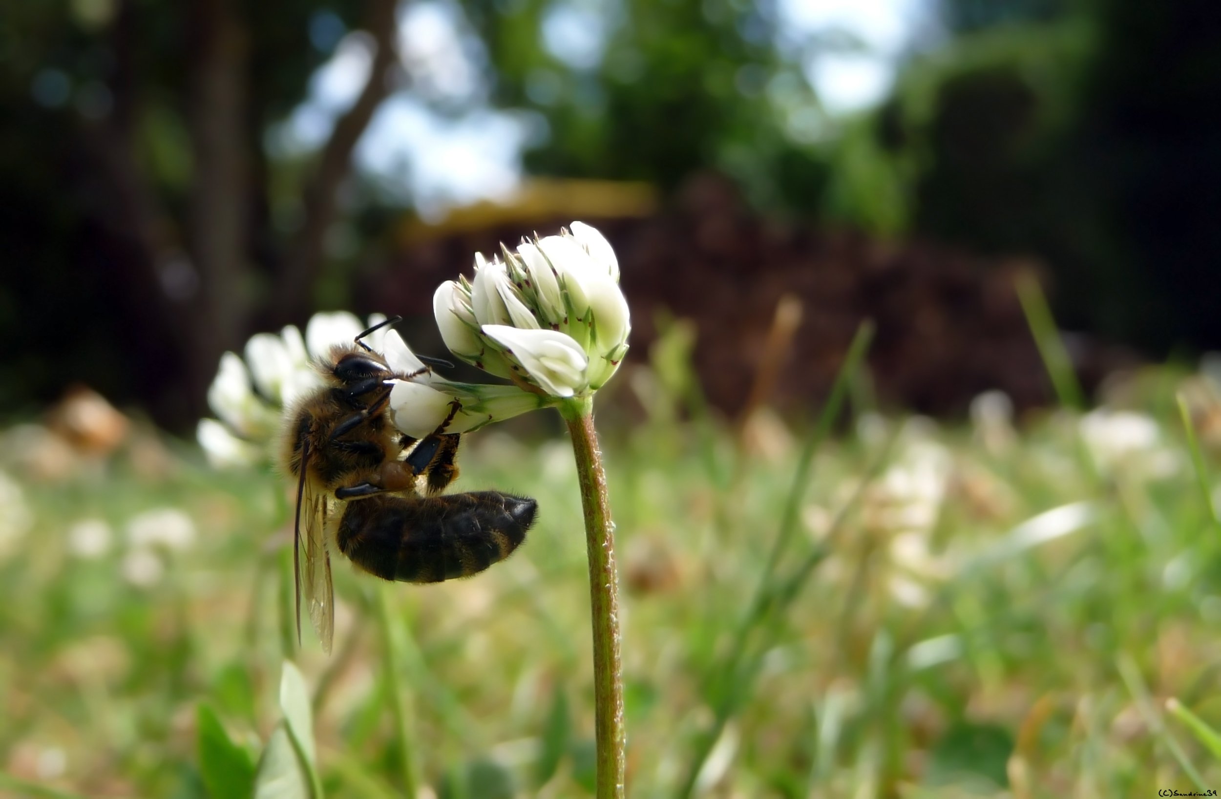 Wallpapers Animals Insects - Bees, Wasps Abeille