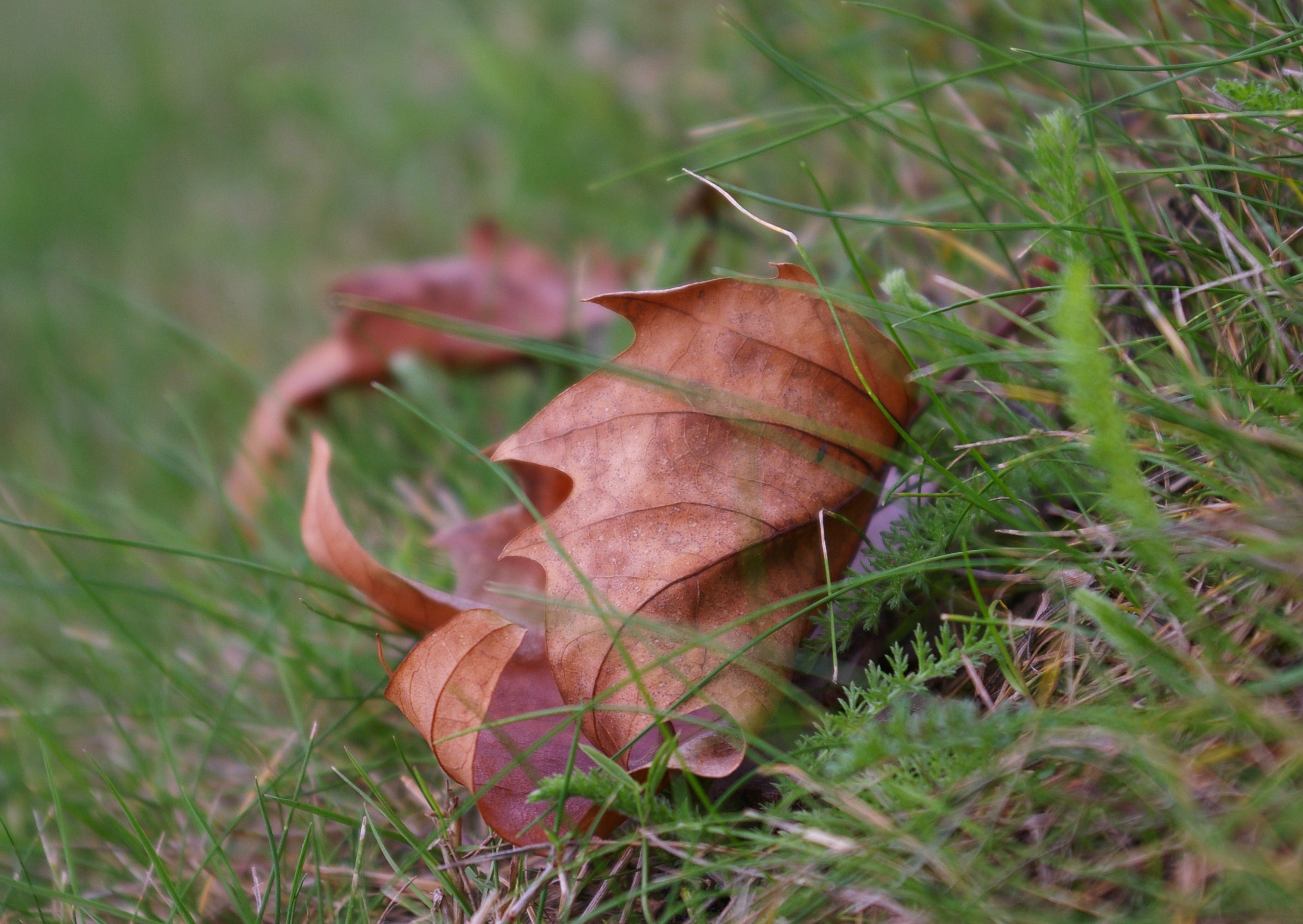 Fonds d'cran Nature Feuilles - Feuillages 