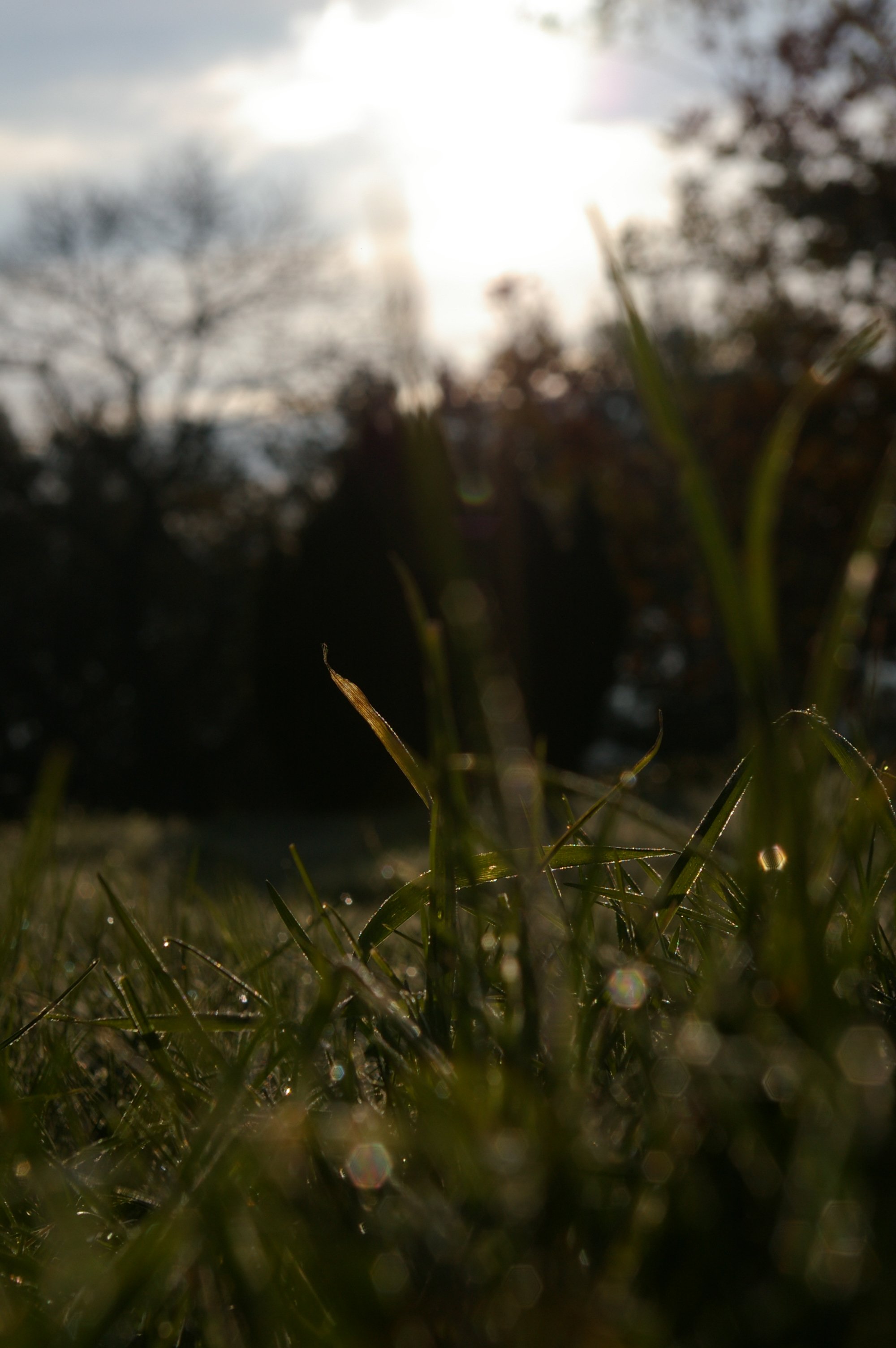 Fonds d'cran Nature Herbes 