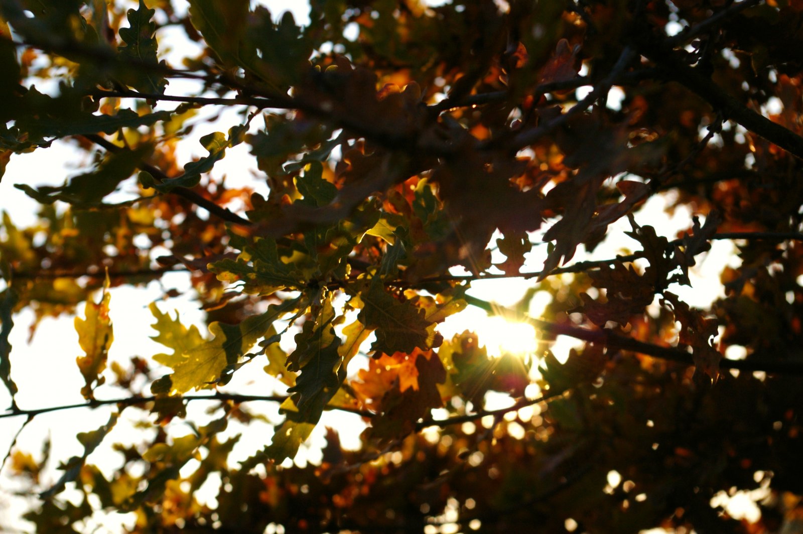 Fonds d'cran Nature Feuilles - Feuillages 