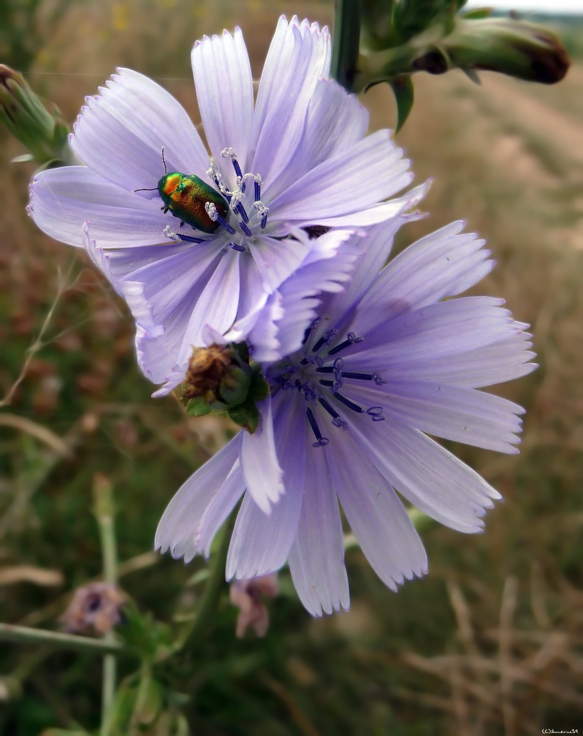 Fonds d'cran Animaux Insectes - Divers Insecte