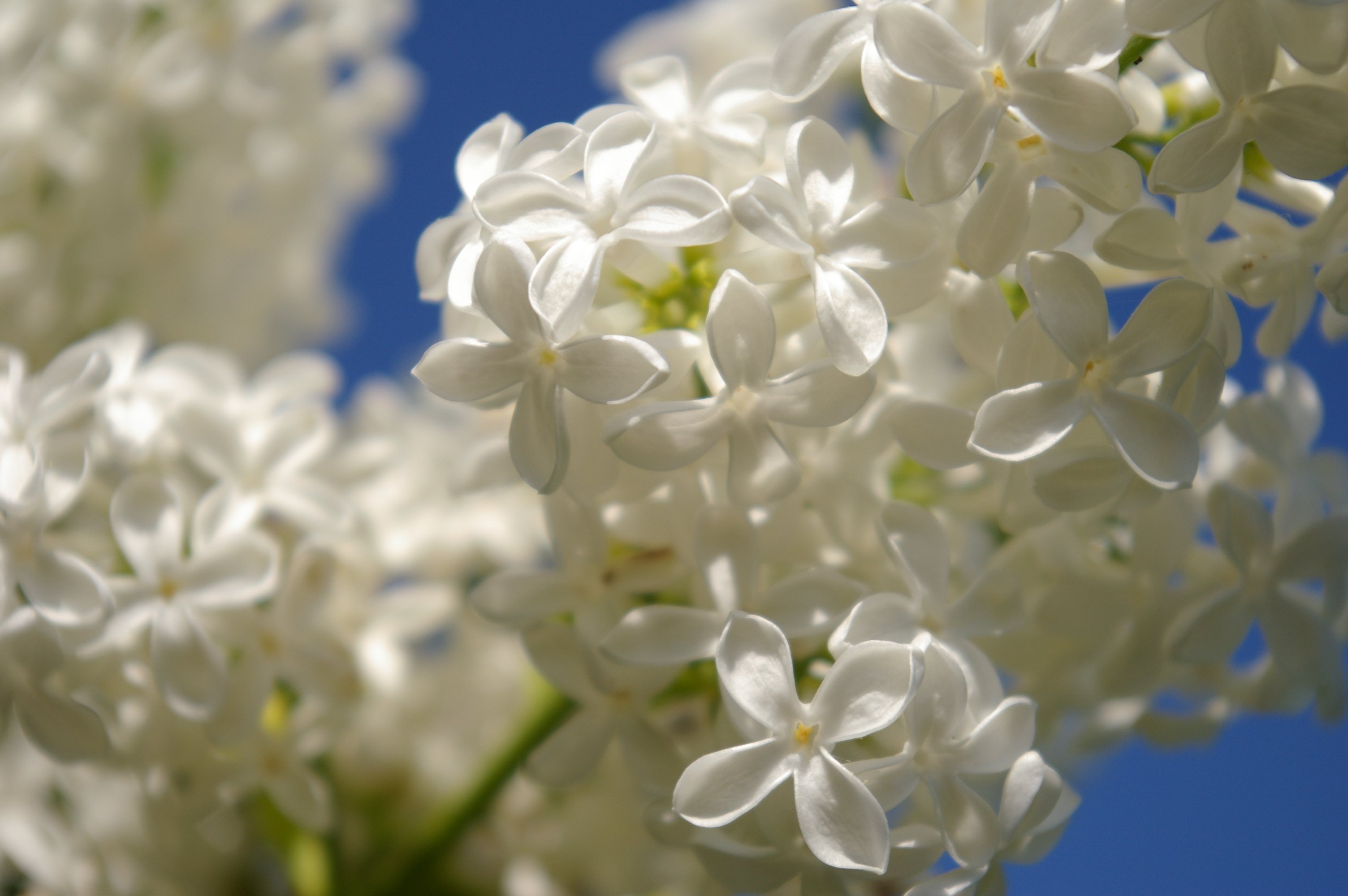 Fonds d'cran Nature Fleurs 