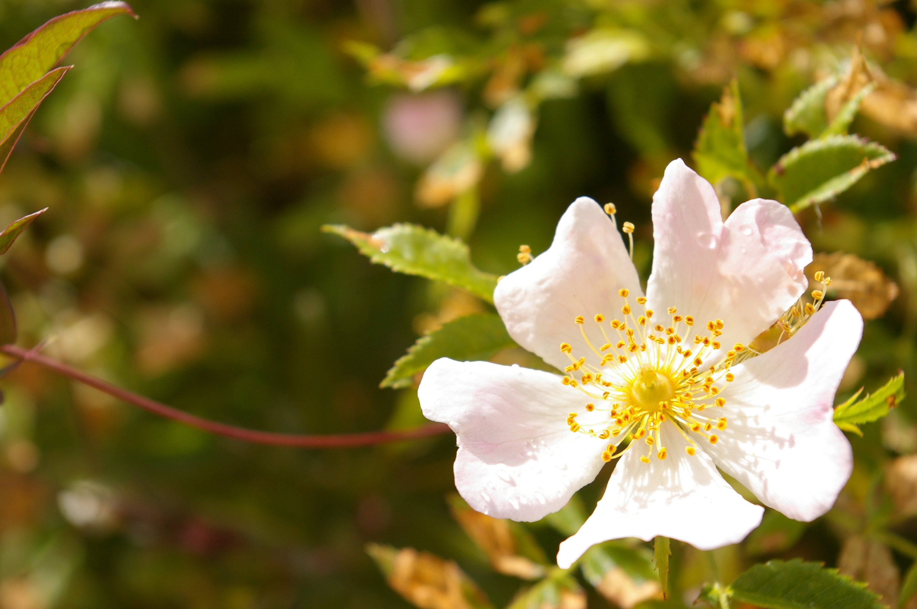 Fonds d'cran Nature Fleurs 