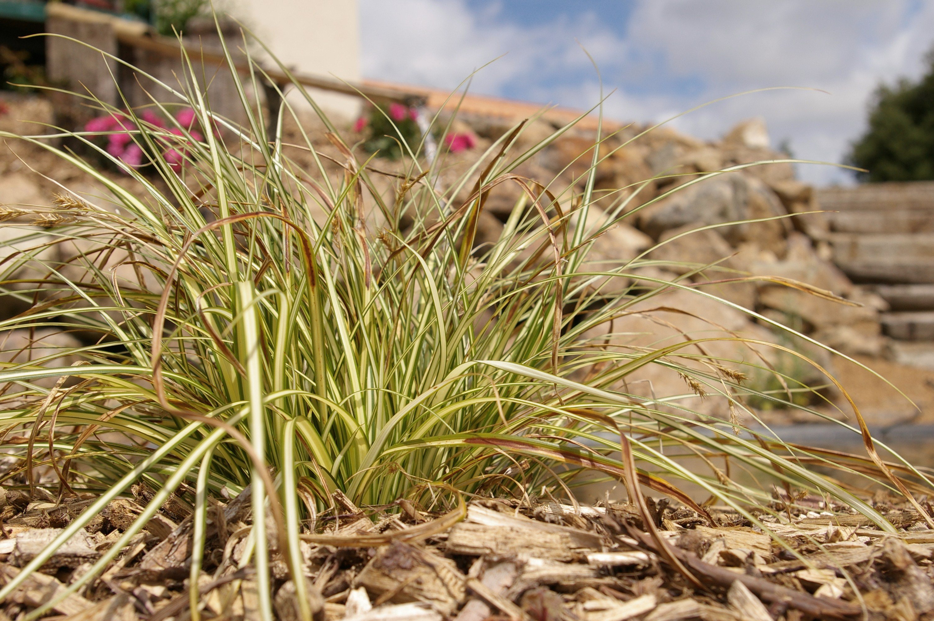 Fonds d'cran Nature Plantes - Arbustes 