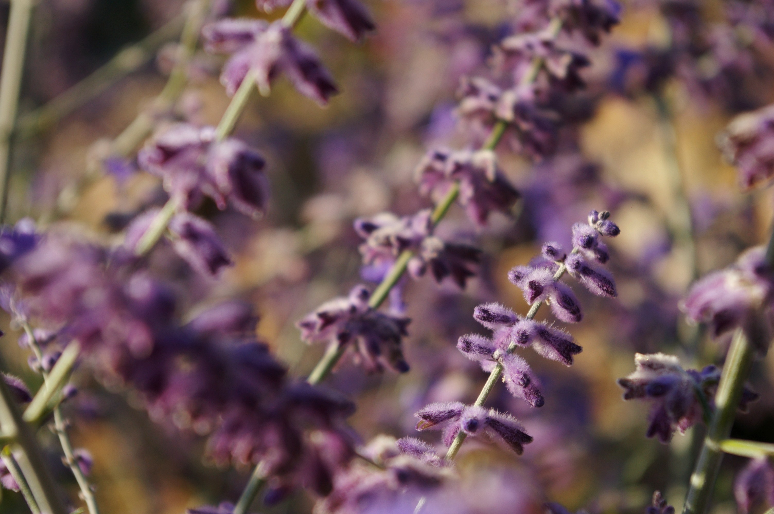 Fonds d'cran Nature Fleurs 