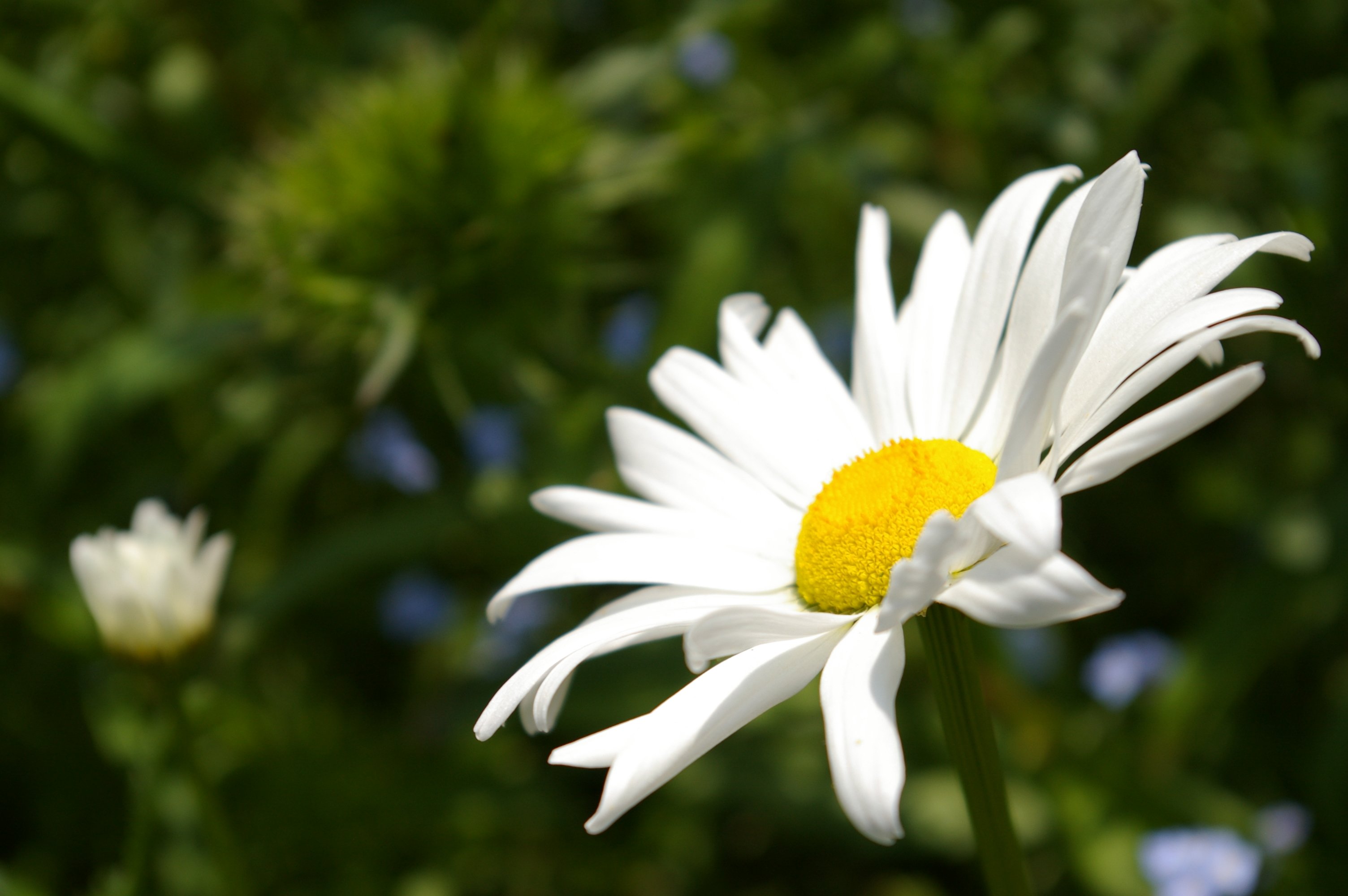 Fonds d'cran Nature Fleurs 