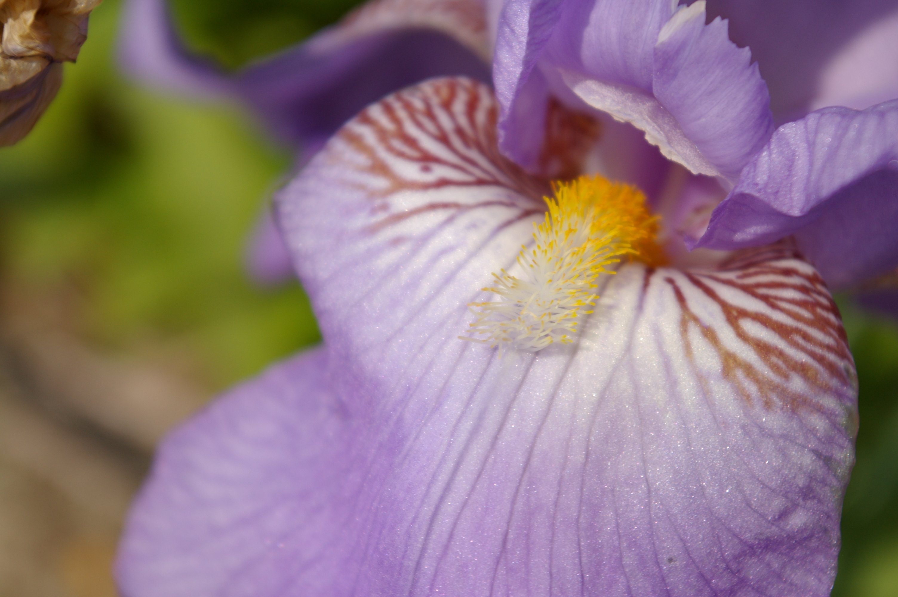 Fonds d'cran Nature Fleurs 