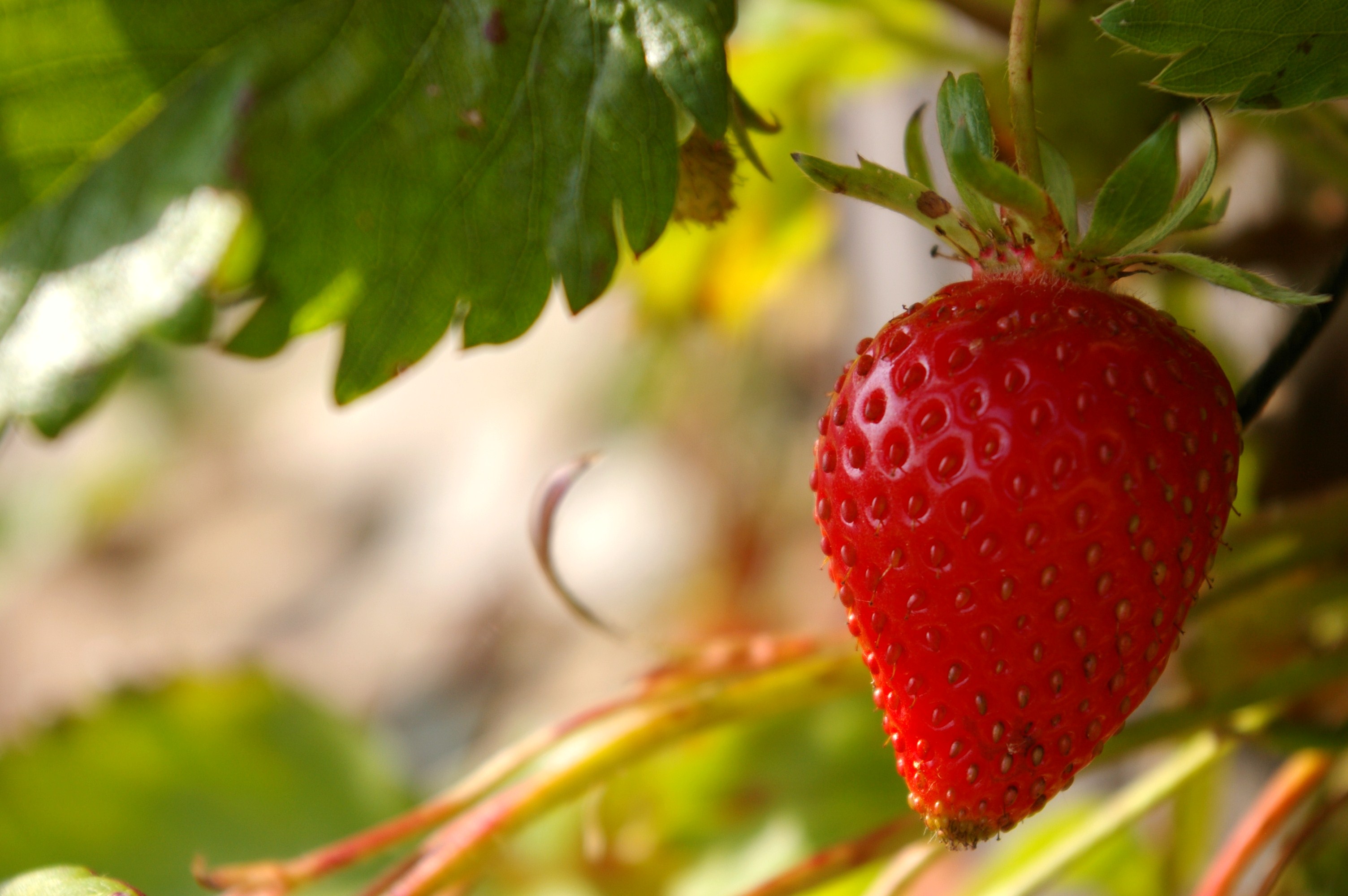 Fonds d'cran Nature Fruits 