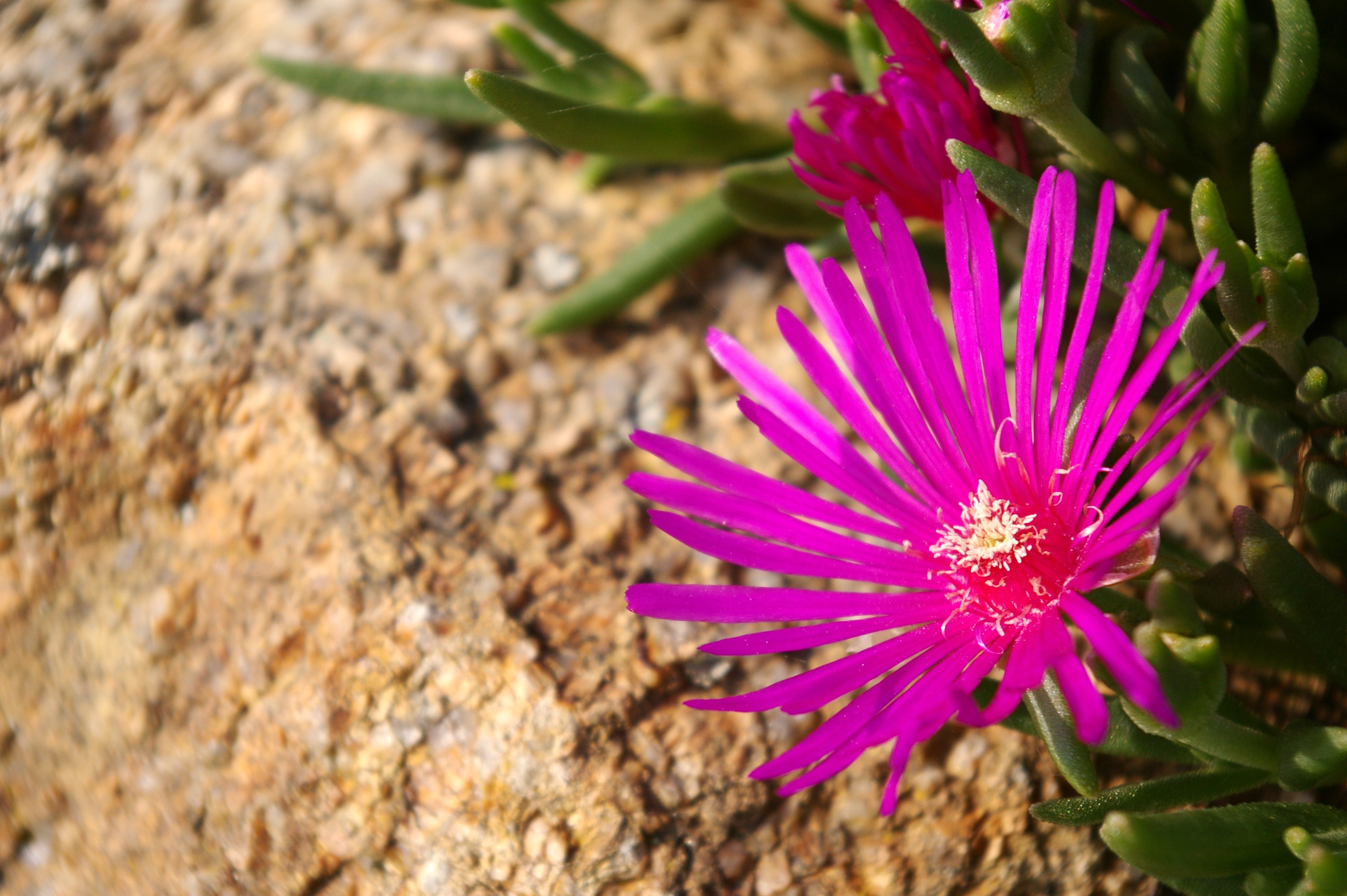 Fonds d'cran Nature Fleurs 