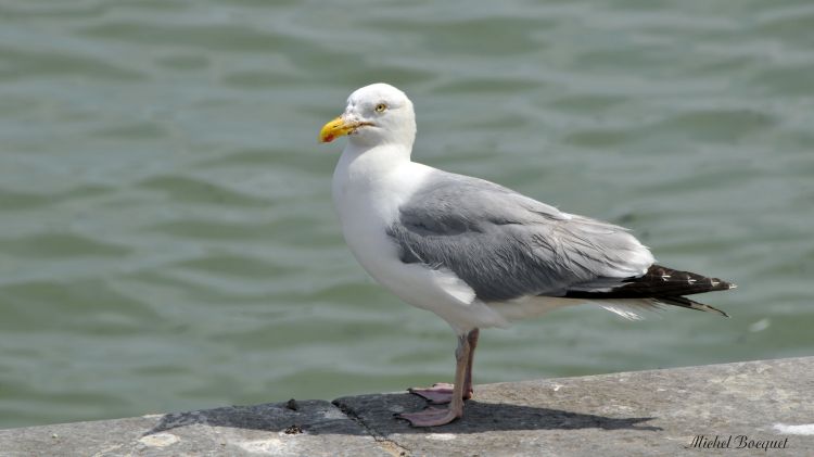 Fonds d'cran Animaux Oiseaux - Mouettes et Golands Mouettes au Trport (62)