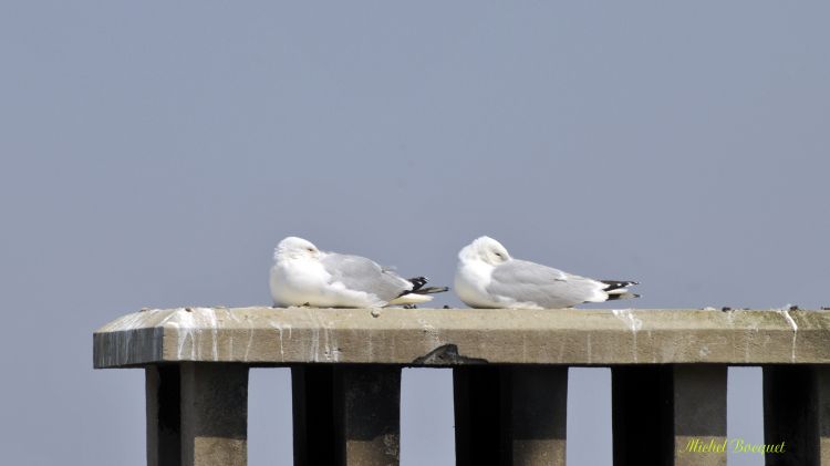 Fonds d'cran Animaux Oiseaux - Mouettes et Golands Mouettes au Trport (62)