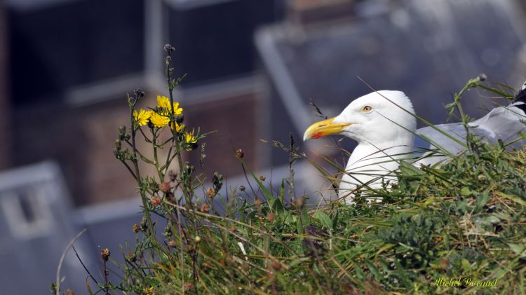 Fonds d'cran Animaux Oiseaux - Mouettes et Golands Mouettes au Trport (62)