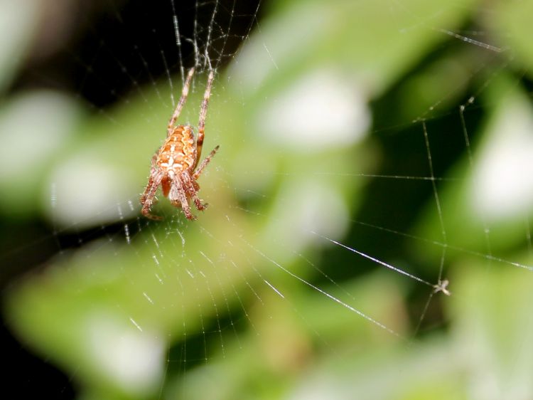 Wallpapers Animals Spiders Wallpaper N308645