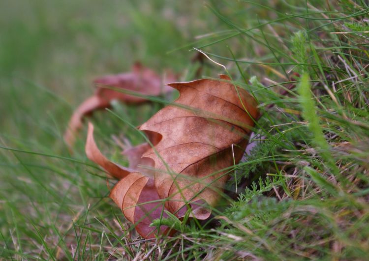 Fonds d'cran Nature Feuilles - Feuillages Wallpaper N308658