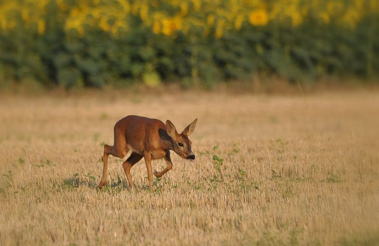 Fonds d'cran Animaux Cervids Chevrette