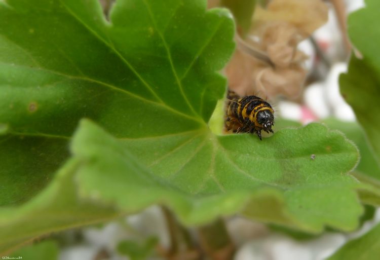 Wallpapers Animals Insects - Caterpillars Chenille