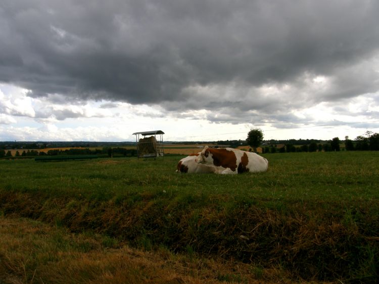 Fonds d'cran Nature Campagne l'image est dans le pr