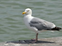  Animaux Mouettes au Trport (62)