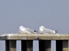  Animaux Mouettes au Trport (62)