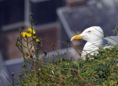  Animaux Mouettes au Trport (62)