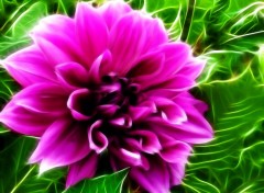  Art - Numrique Dahlia 