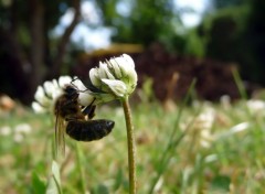  Animaux Abeille