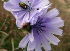  Animaux Insecte