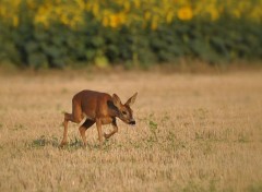  Animaux Chevrette