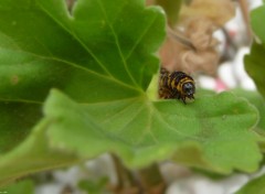 Fonds d'cran Animaux Chenille