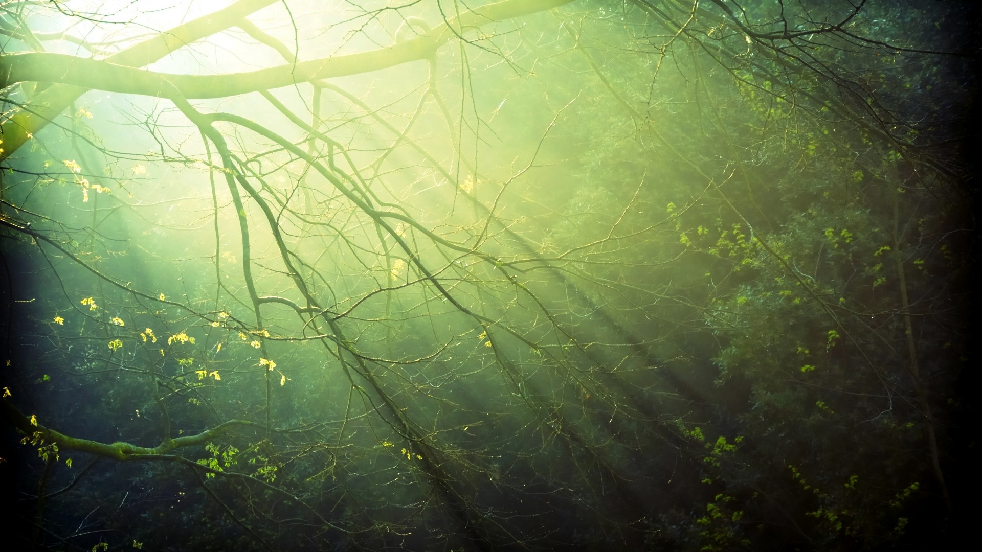 Fonds d'cran Nature Arbres - Forts 