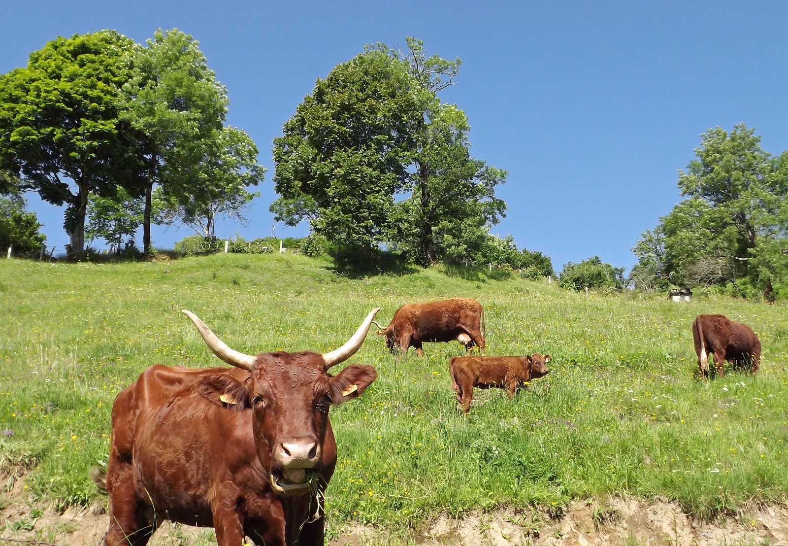 Fonds d'cran Animaux Vaches - Taureaux - Boeufs les salers du cantal