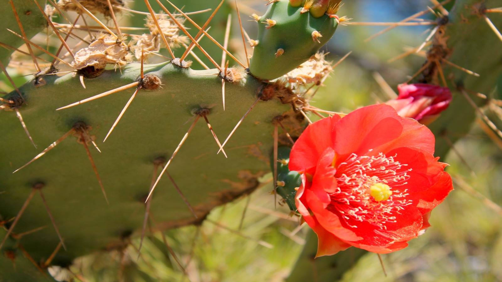 Wallpapers Nature Cactus Une douceur piquante 